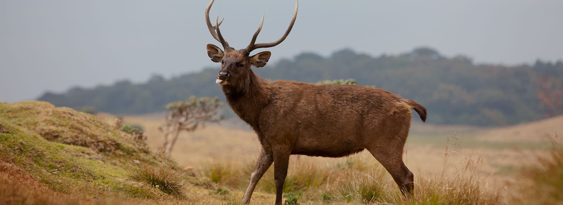 Horton Plains - featured destination by Traniss Group Ltd
